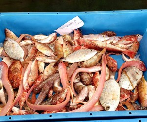 Aktivitás - Calpe La Lonja